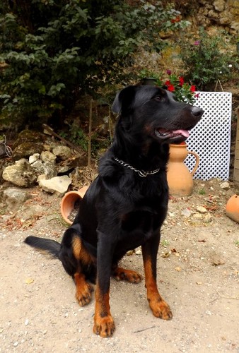 Beauceron